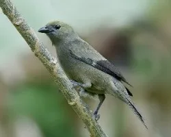 Thraupis palmarum