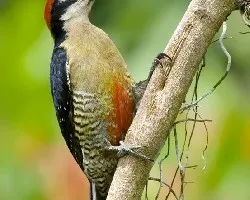 Melanerpes pucherani