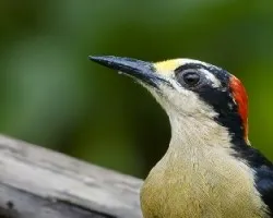 Melanerpes pucherani
