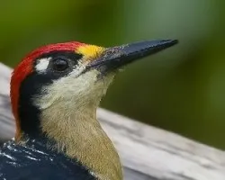 Melanerpes pucherani