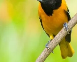 Icterus galbula