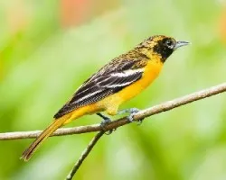Icterus galbula