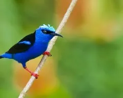 Cyanerpes cyaneus