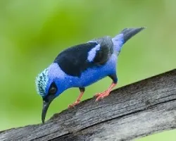 Cyanerpes cyaneus
