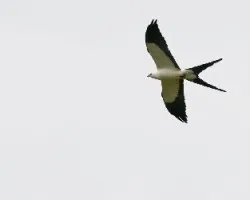 Elanoides forficatus