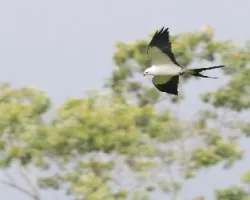 Elanoides forficatus