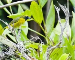 Euphonia luteicapilla