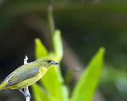 Euphonia luteicapilla