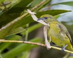 Euphonia luteicapilla