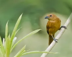 Tachyphonus rufus