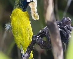 Euphonia luteicapilla
