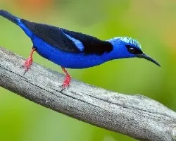 Cyanerpes cyaneus