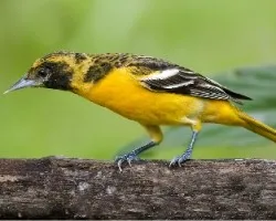 Icterus galbula