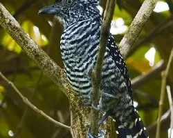 Thamnophilus doliatus