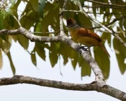Thamnophilus doliatus