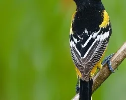 Icterus galbula