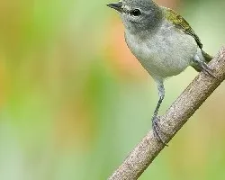 Oreothlypis peregrina