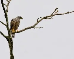 Buteo nitidus