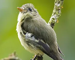Empidonax flaviventris
