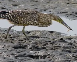 Tigrisoma mexicanum