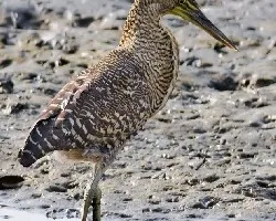 Tigrisoma mexicanum