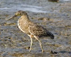 Tigrisoma mexicanum