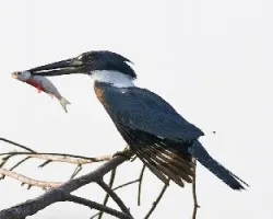 Megaceryle torquata