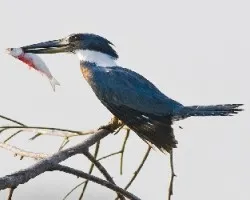 Megaceryle torquata