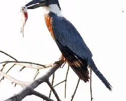 Megaceryle torquata
