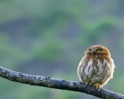 Glaucidium brasilianum