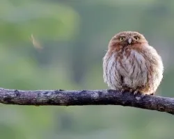 Glaucidium brasilianum