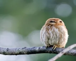 Glaucidium brasilianum