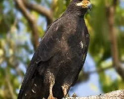 Buteogallus anthracinus