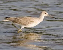 Tringa semipalmata