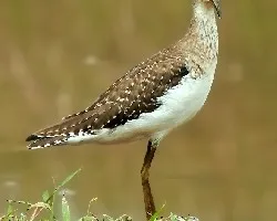 Tringa solitaria