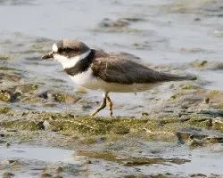 Charadrius semipalmatus