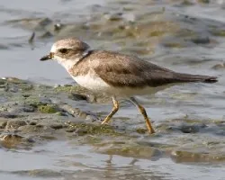 Charadrius semipalmatus