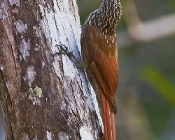 Lepidocolaptes souleyetii