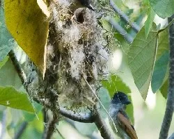 Pachyramphus aglaiae