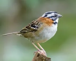 Zonotrichia capensis