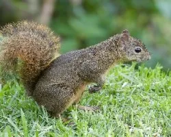 Ardilla