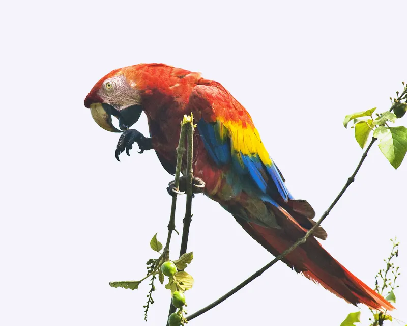 Foto