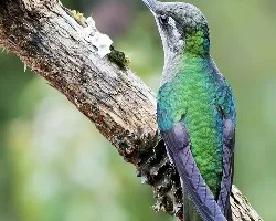 Eugenes fulgens