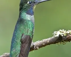 Eugenes fulgens