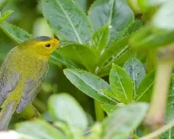 Cardellina pusilla