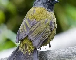 Pezopetes capitalis