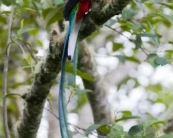 Pharomachrus mocinno