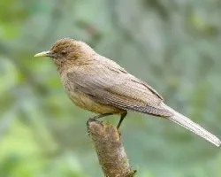 Turdus grayi