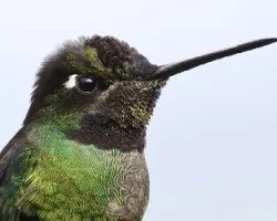 Eugenes fulgens