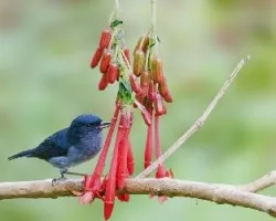 Diglossa plumbea